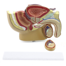 ANATOMY19 (12457) section de Mid-sagittal de modèle de bassin masculin petit de bureau avec la prostate pour le cadeau de docteur